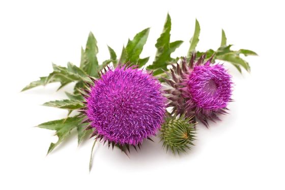 Food Grade P.E Milk Thistle Seed Extract Silymarin Powder 80%