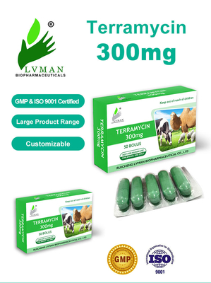 Thuốc thú y kháng khuẩn Florfenicol tiêm cho bò, cừu và dê